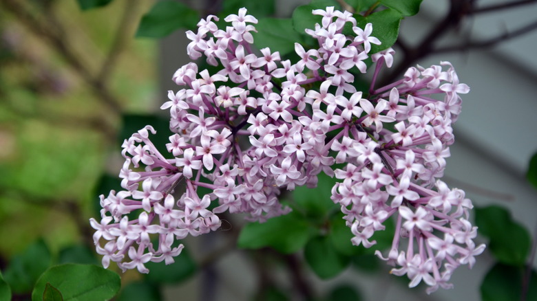 Dwarf Korean lilac flowers