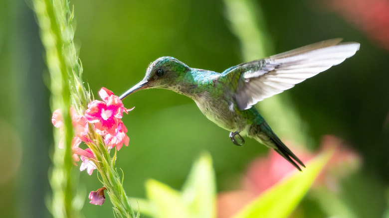 hummingbird feeding on verbena