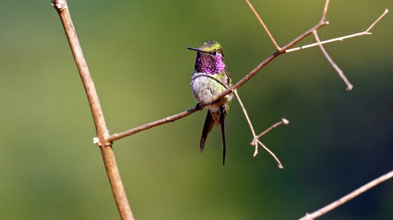 perched hummingbird