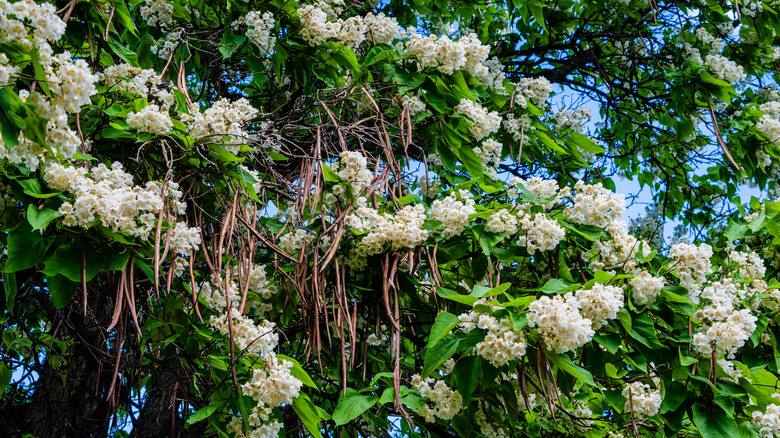 Northern catalpa tree