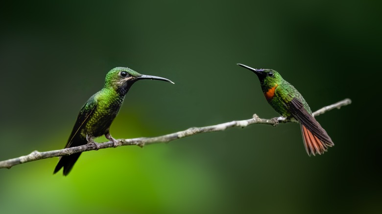 hummingbirds on stick