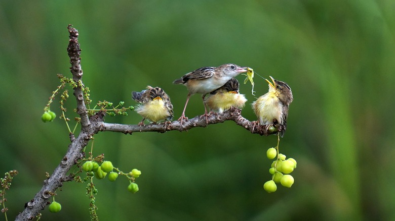 hummingbird feeding her chicks with insects