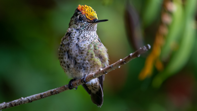 hummingbird perched on a branch