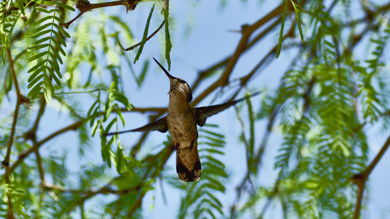 hummingbird feeding on tree sap