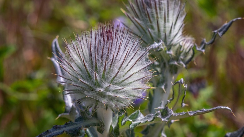 Closeup of cobwebby thistle