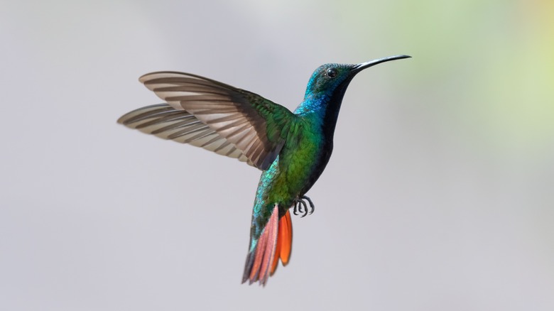 Hummingbird in flight