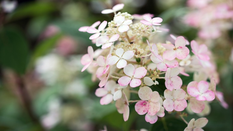 quick fire hydrangea flowers