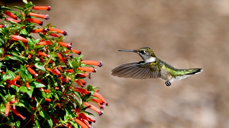 hummingbird with cuphea