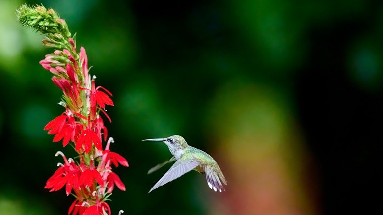 hummingbird at a cardinal flower