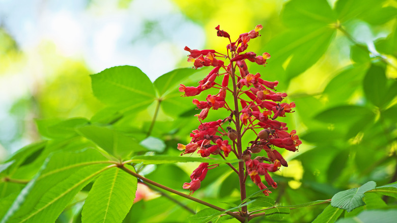 Aesculus pavia flower and leaves