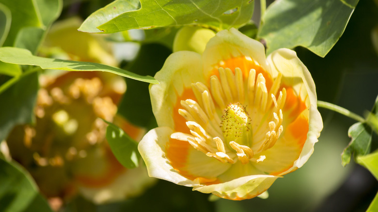 tulip tree open flower