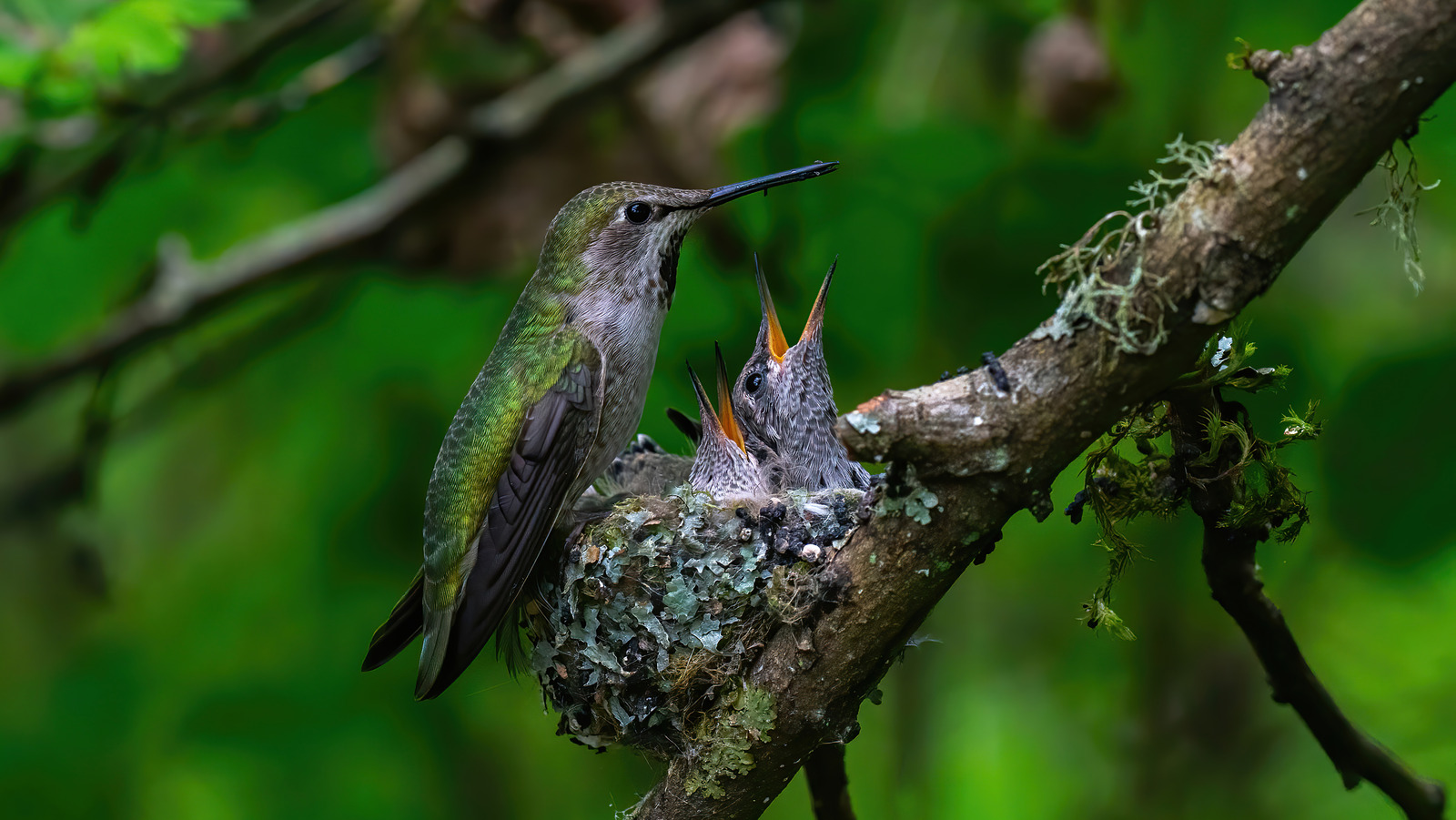 Attract Hummingbirds To Your Yard With These Nest-Building Plants