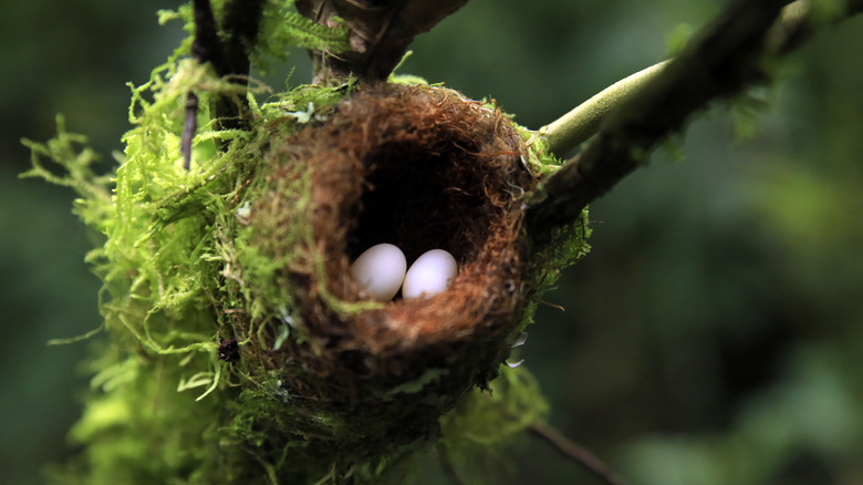 mossy hummingbird nest