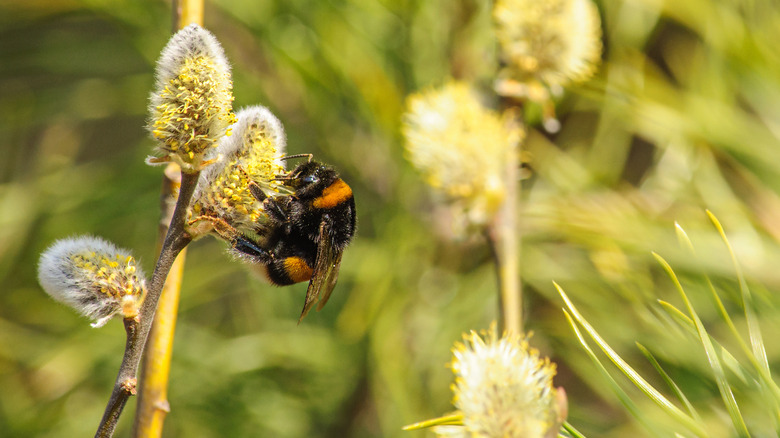 bee on pussy willow