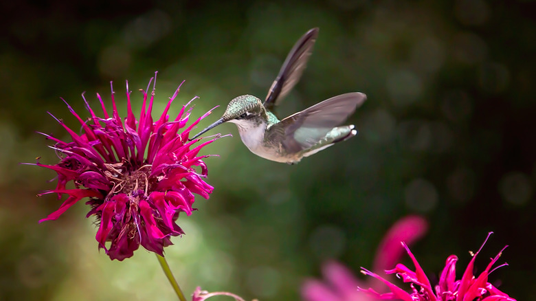 hummingbird feeding on monarda