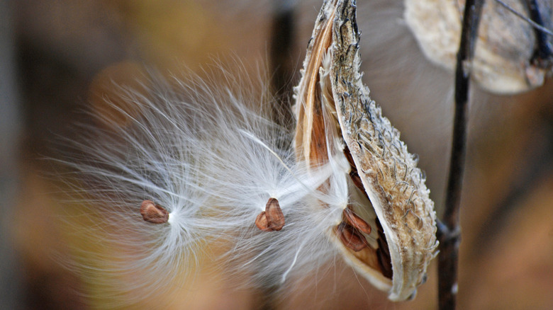 milkweed seeds out of pod