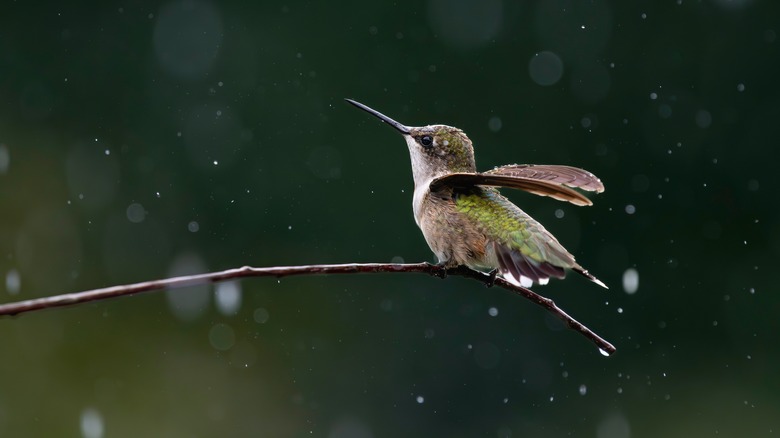 Hummingbird bathing in water droplets while perched on branch