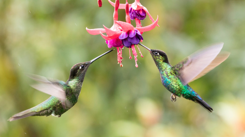 Two hummingbirds feed on fuchsia