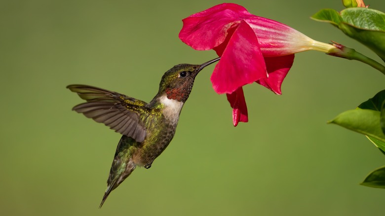 Hummingbird sipping from a flower