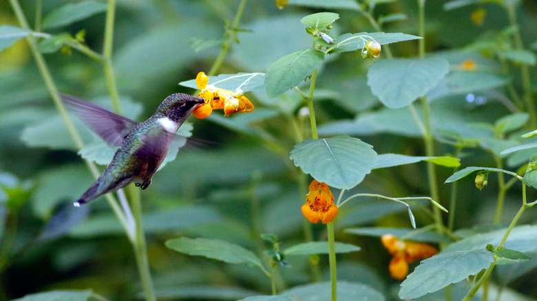 Hummingbird feeding on jewelweed flower