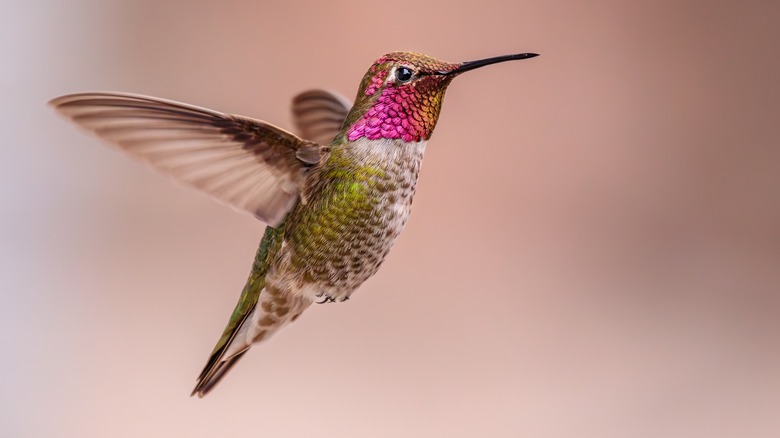 Hummingbird flying with colorful feathers