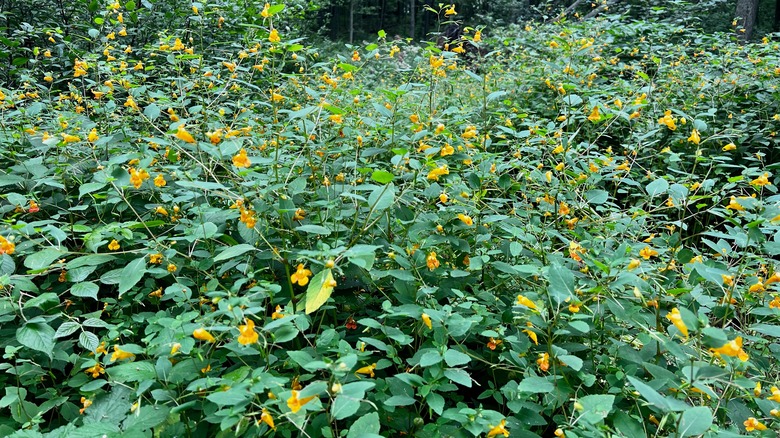 Field of jewelweed in bloom