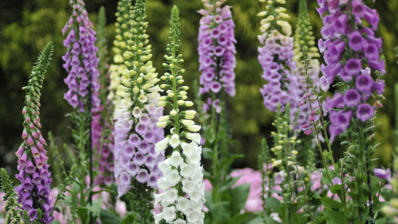 purple and white foxgloves