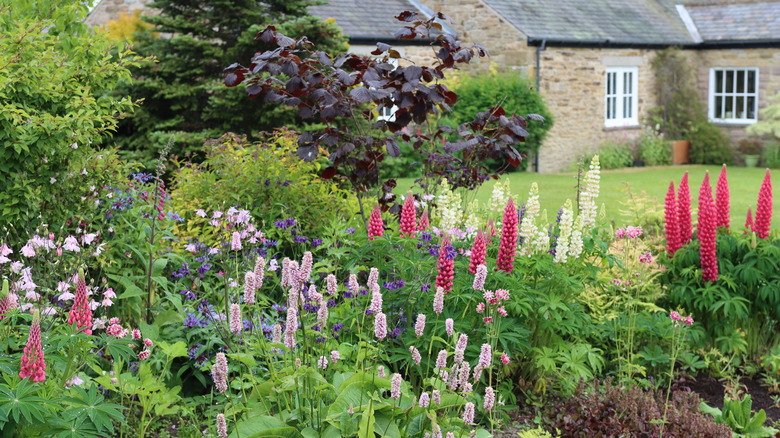 foxgloves in cottage garden