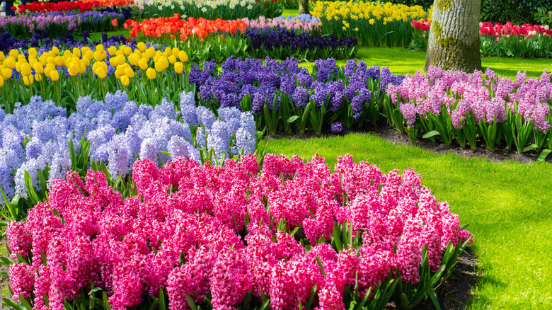 Beautiful spring flower garden with many different colored hyacinths and tulips