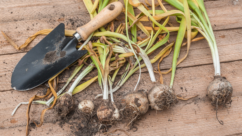 Freshly dug hyacinth bulbs on a wooden table alongside a small hand trowel