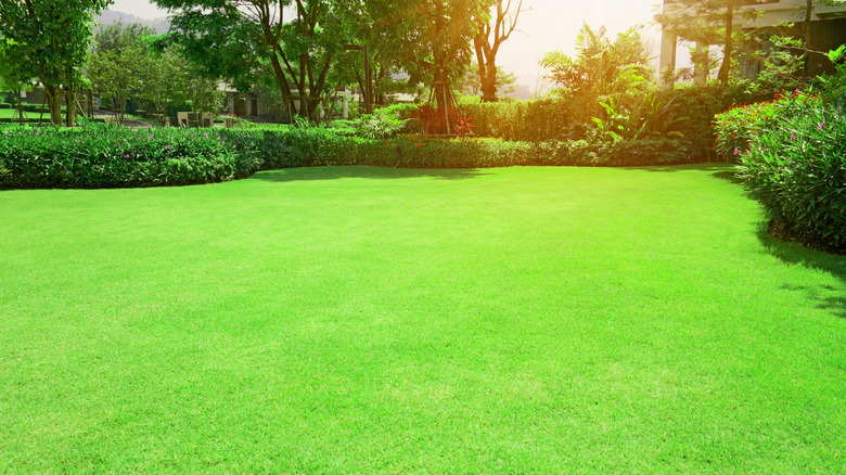 A sunny green lawn surrounded by landscaping