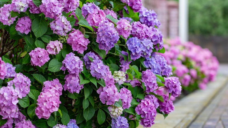 Pink and purple blooming hydrangeas