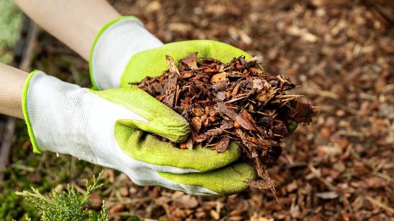 Hands cooping up tree bark mulch