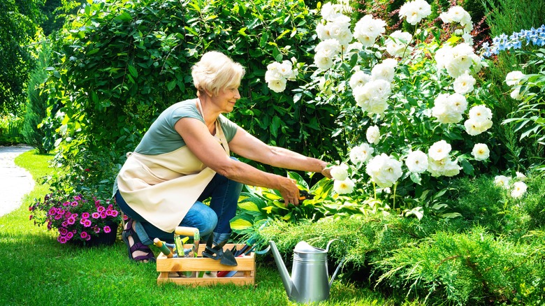 Elderly woman tending to rose bushes