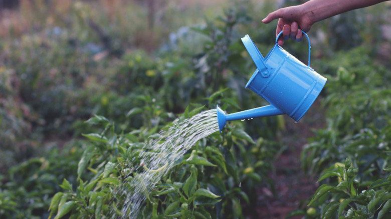 watering plants