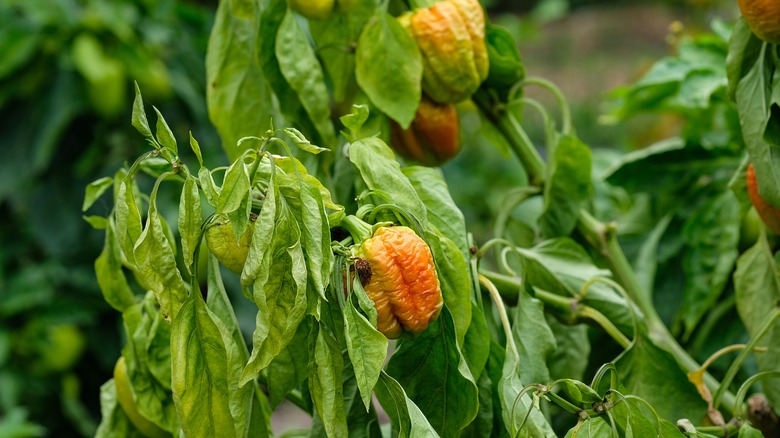 withered pepper plant