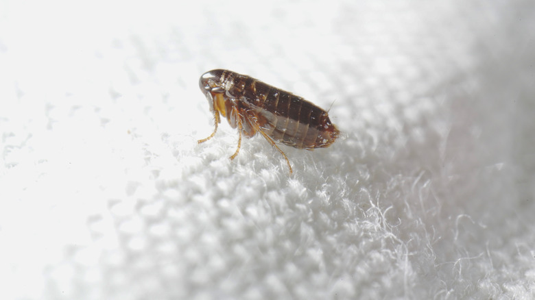 A close-up of a flea on fabric