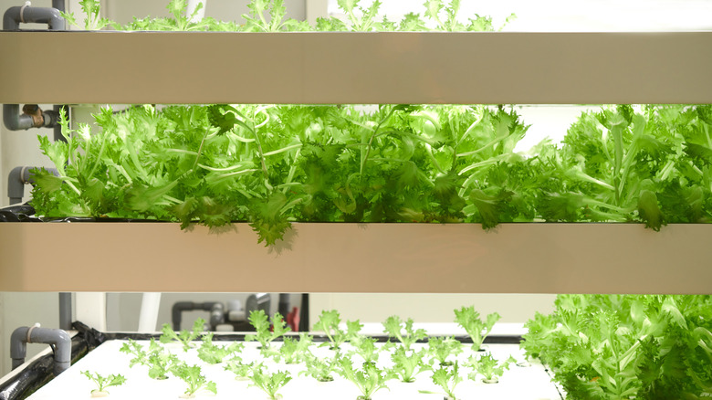 A thriving indoor hydroponic garden growing a variety of greens.