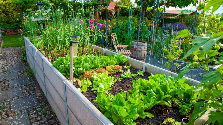 A healthy outdoor vegetable garden in a raised bed and filled with a variety of crops