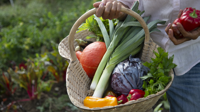 A gardener carrying a cane basket filled with fresh vegetables and fruits harvested from the garden