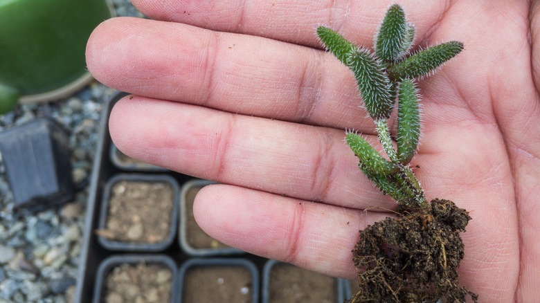 Delosperma ice plant cuttings propagate