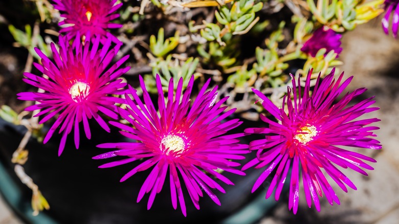 Delosperma ice plant vibrant blooms