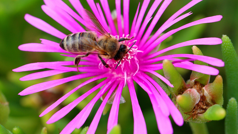 Delosperma ice plant pollinator bee