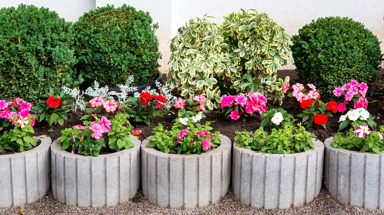 flowers in cement planters