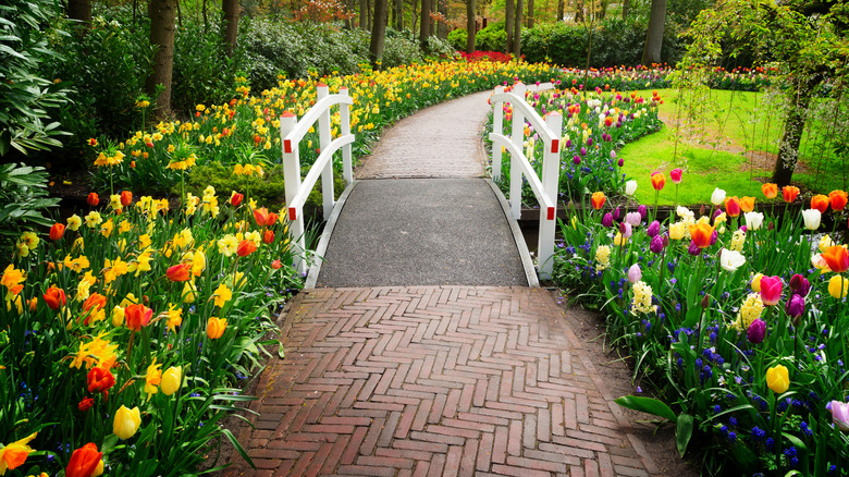 a garden filled with tulips