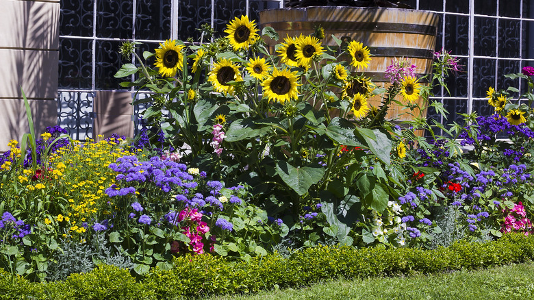 sunflowers in a garden