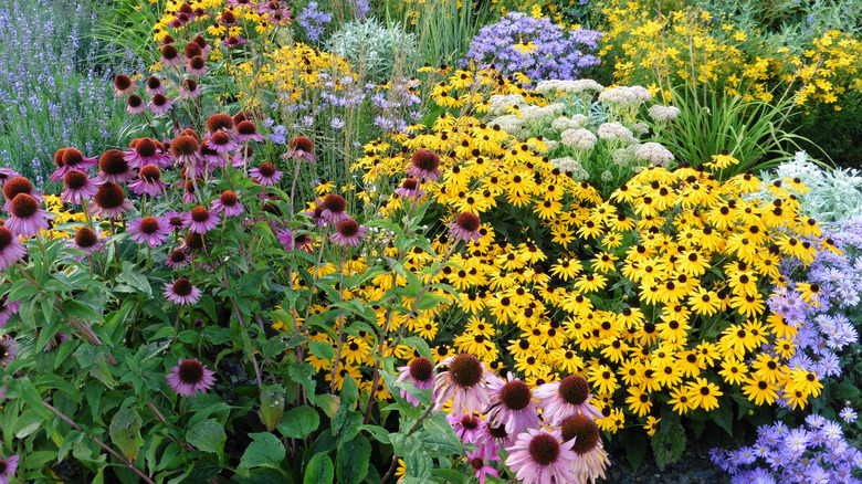 perennial flowers in a garden