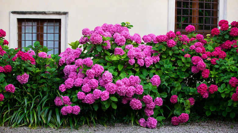 Colorful gravel garden