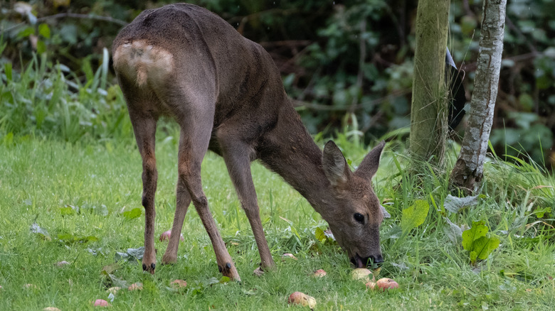 deer eating apples in orchard