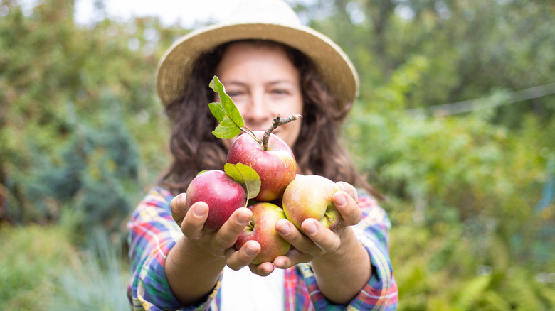 woman picking apples